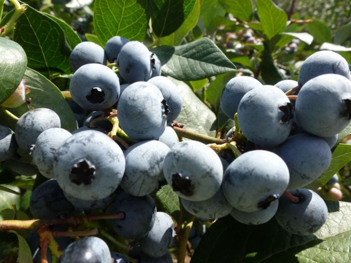 Blueberry Picking Near Boston Wards Berry Farm
